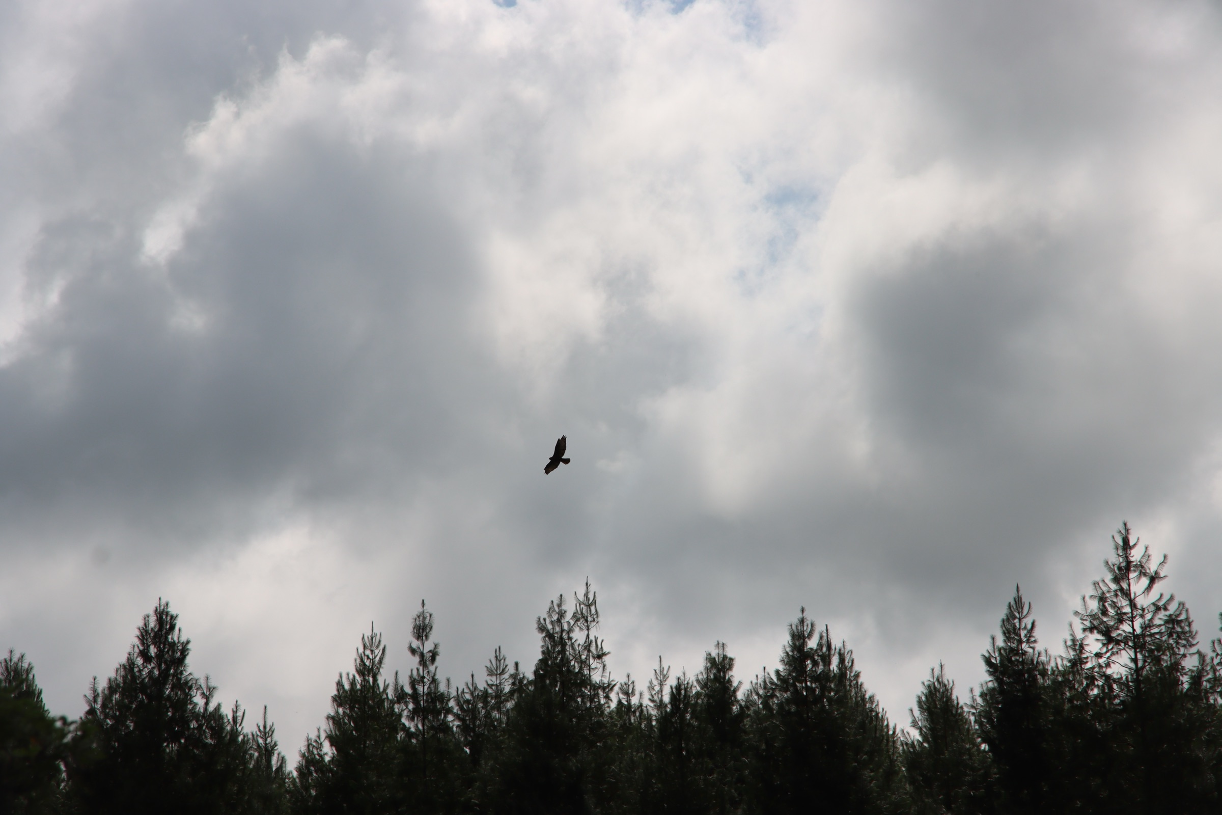 Resident bird life