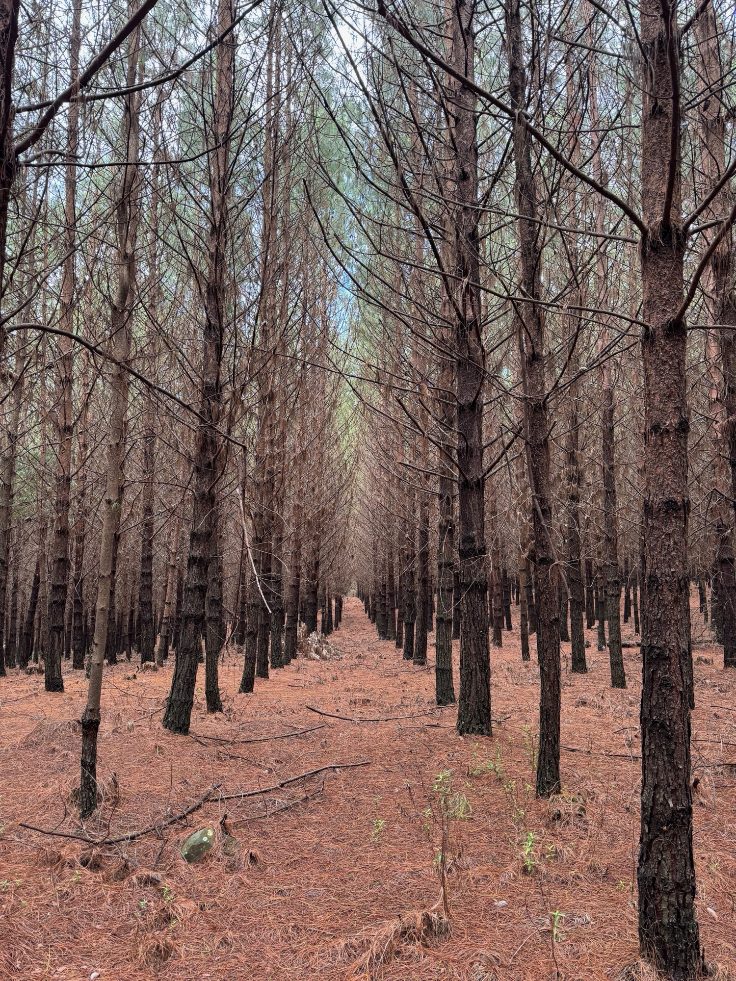 Riverine forest